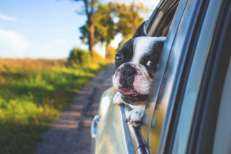 Ako cestovať so psom a čo si vziať so sebou
