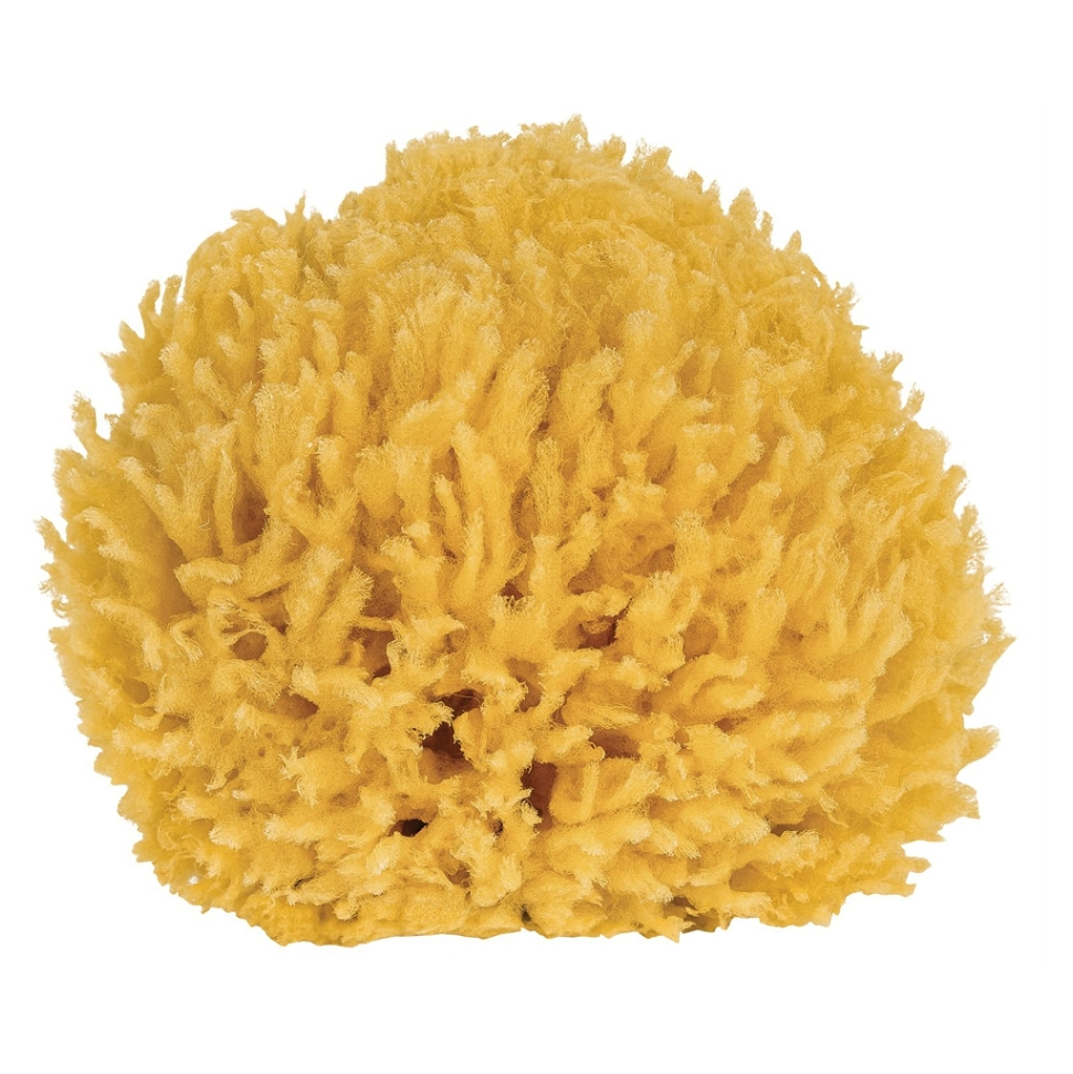 CROLL & DENECKE Prírodná morská špongia 10 cm - 1 kus