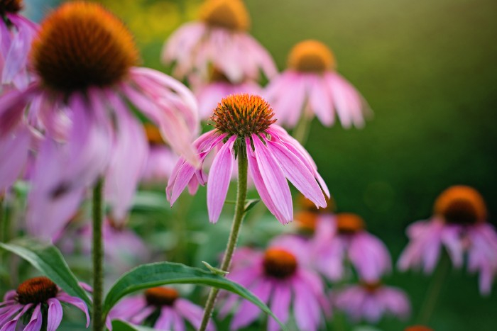 Echinacea - pomocník na posilnenie imunity