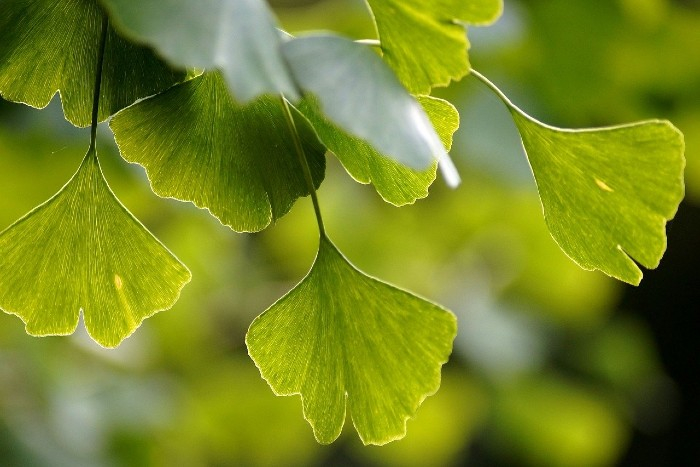 Ginkgo Biloba Ucinky () Ginkgo Biloba Ucinky