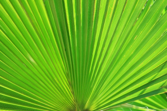 Liečivá palma pre mužskú potenciu. Serenoa repens pomáha nielen s erekciou