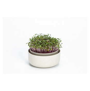 MICROGREENS Slonová kosť (Potreby na klíčenie semienok) - Ekologické