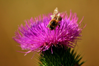 Na čo je ostropestrec mariánsky