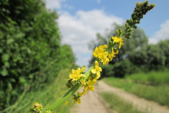Repík lekársky – prírodná podpora trávenia, ústnej dutiny aj pokožky