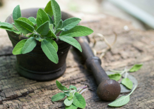 Šalvia: univerzálna bylinka pre ústnu dutinu, hormonálnu rovnováhu i potenie