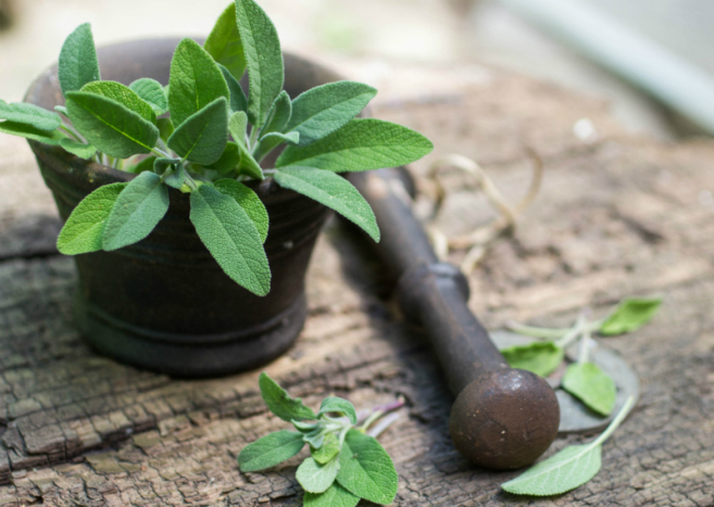 Šalvia: univerzálna bylinka pre ústnu dutinu, hormonálnu rovnováhu i potenie