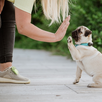 TICKLESS Mini dog nabíjací ultrazvukový odpudzovač kliešťov a bĺch čierna (Ultrazvukový odpudzovač kliešťov a bĺch) - obrázok 4/4